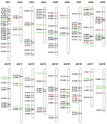 Development and applications of chromosome-specific BAC-FISH probes in Pacific abalone (Haliotis discus hannai)